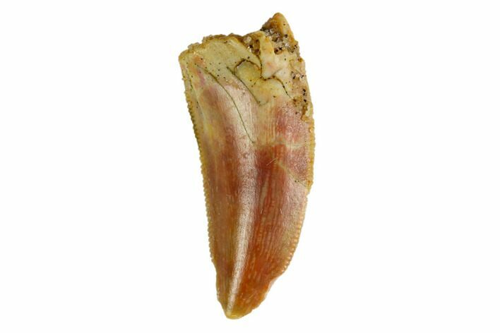 Serrated, Raptor Tooth - Real Dinosaur Tooth #144647